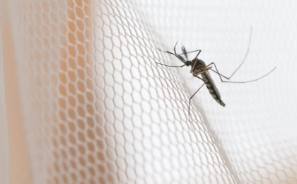 Mosquito crawling on a net