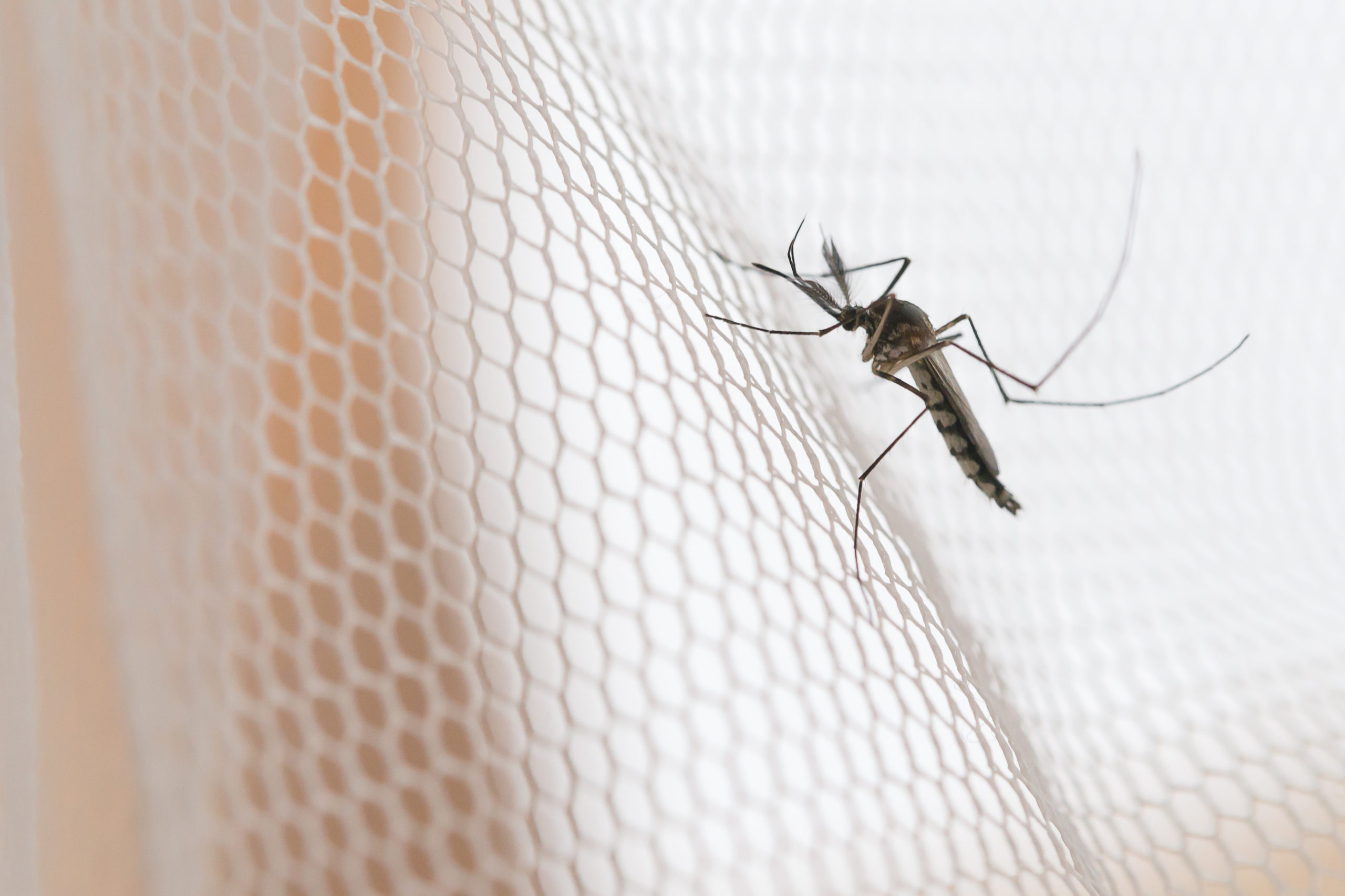 4 Tips for Mosquito Control