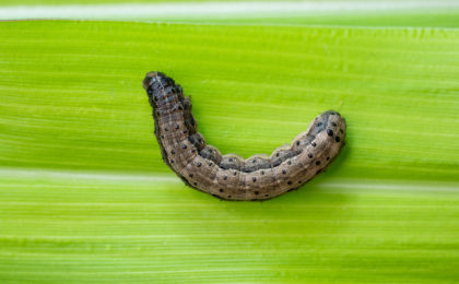 Example of an armyworm