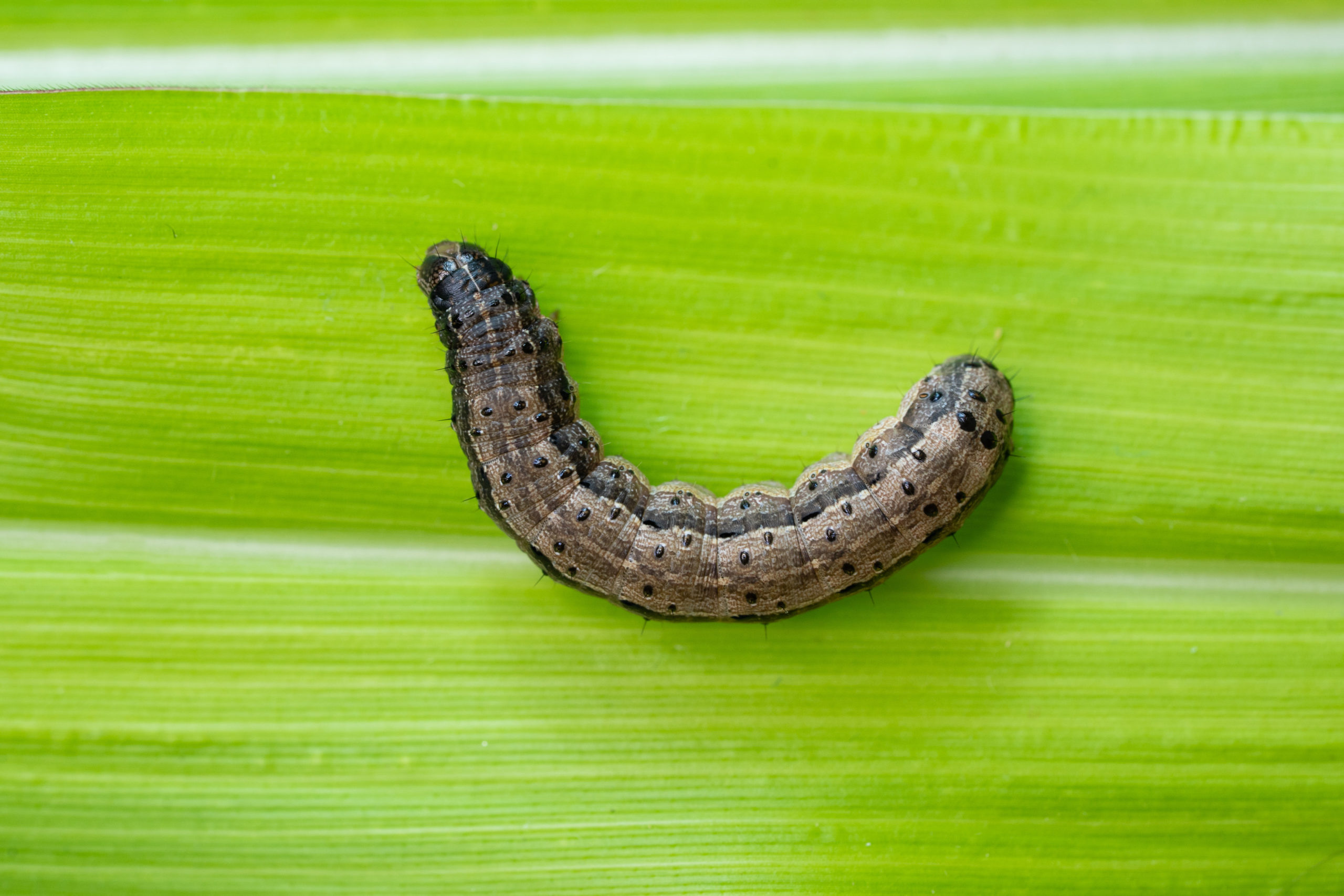 Learn to Identify Armyworms & Protect Your Lawn