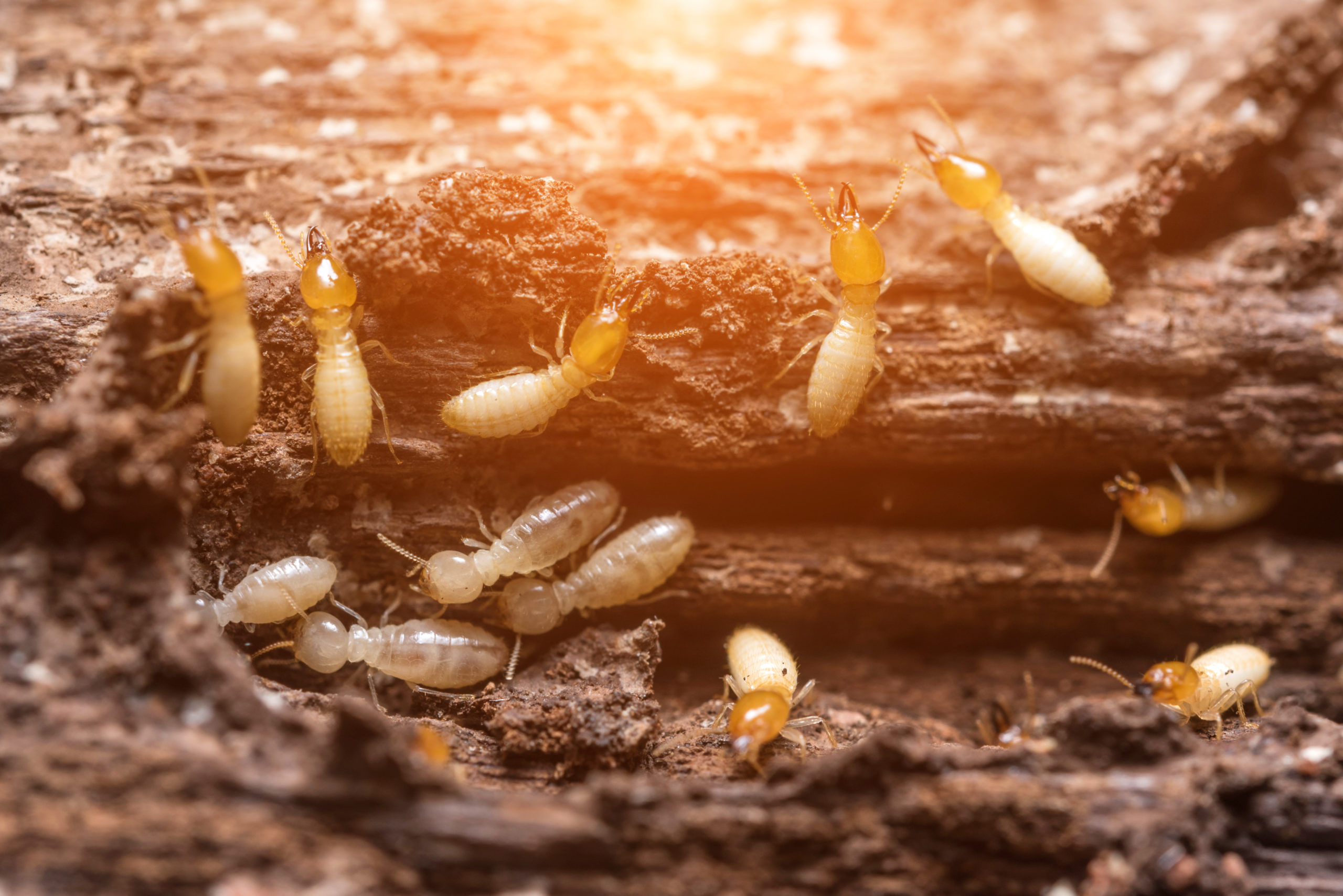 Sentricon® Termite Prevention