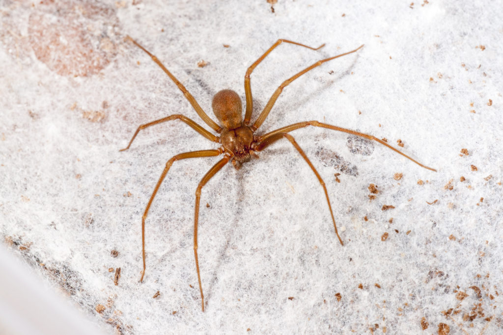 A brown recluse spider