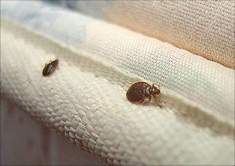 The Buzz on Bedbugs: Don’t Panic, Be Prepared!