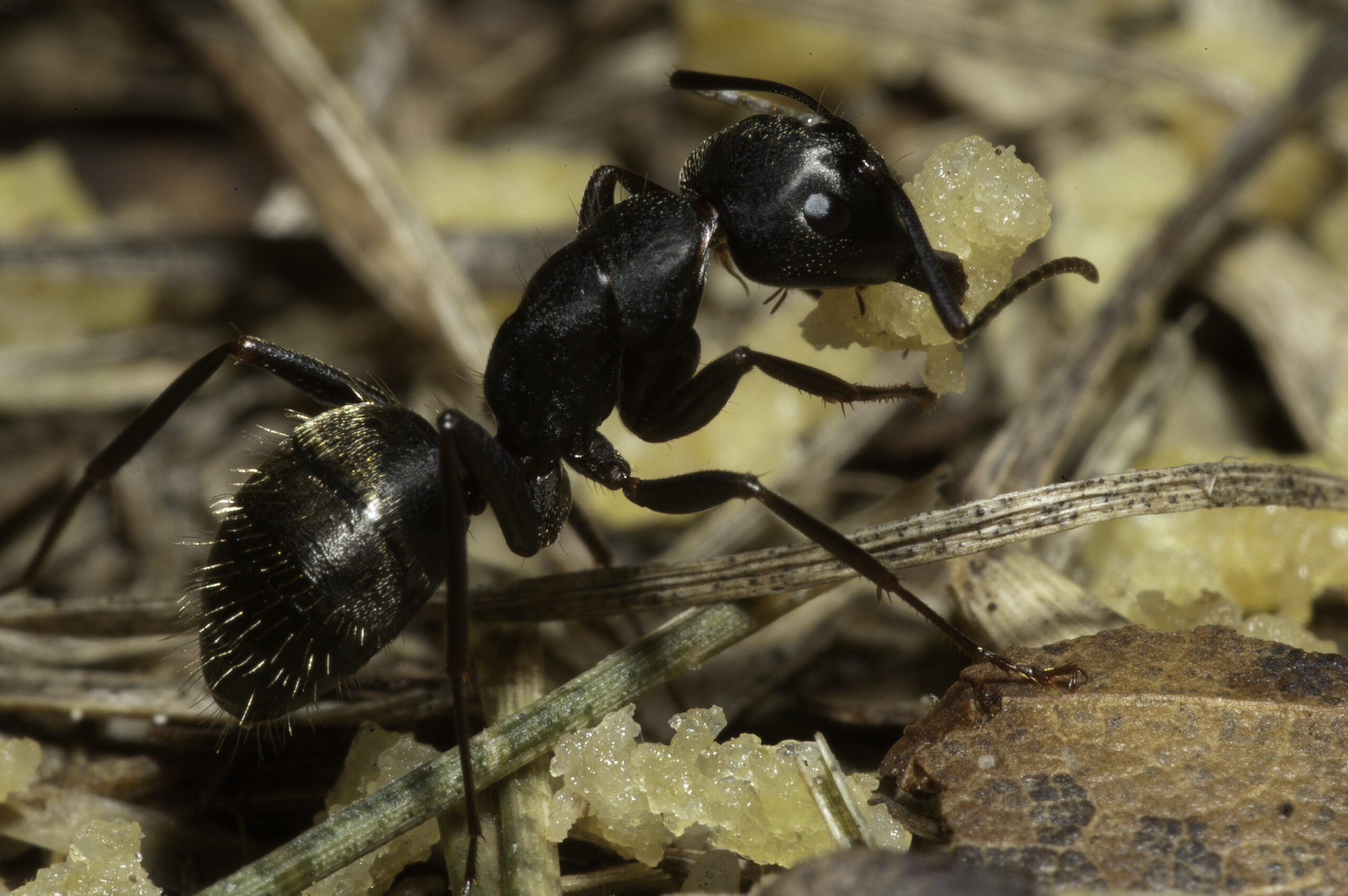 Carpenter Ants vs. Termites: Don’t Let Them Bug Your Home!