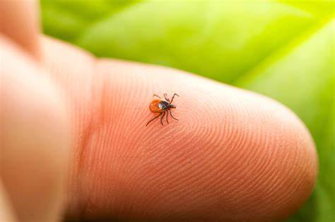 Summer Fun Without the Bite: A Guide to Staying Safe from Ticks in Topeka, Lawrence & Kansas City