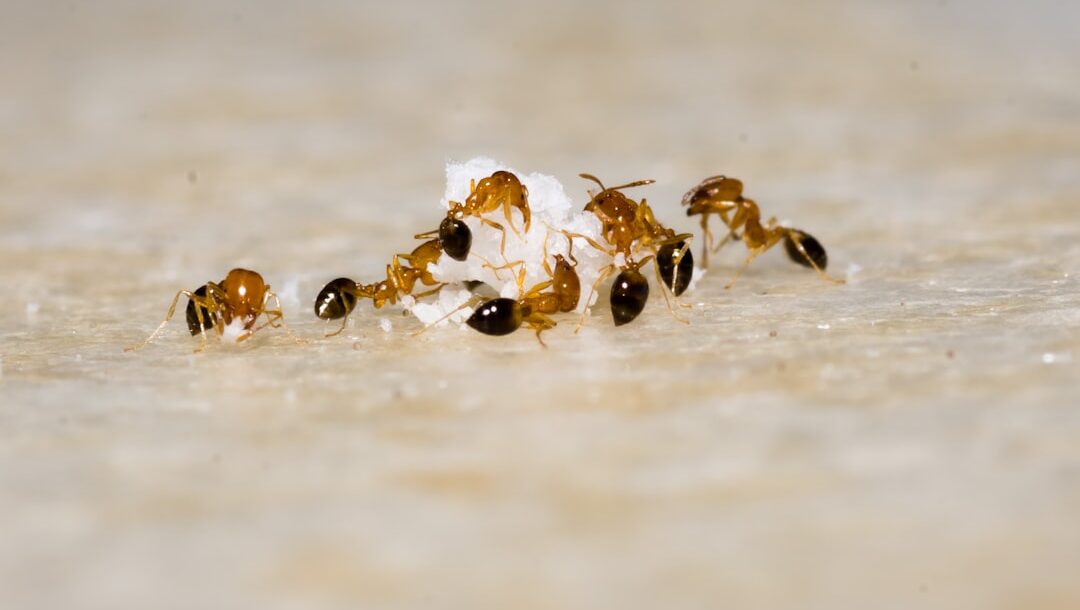 Ant Season in Kansas: Why They Won't Stop Coming Back (And How to Fix It)