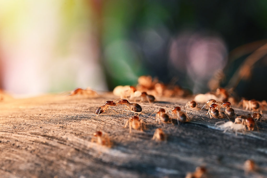 The Silent Threat: What Every Homeowner Needs to Know About Termites in Summer