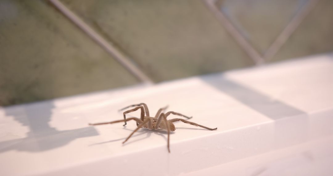 Wolf Spiders in Your Home: What They Are, Why They're Beneficial, and When to Call an Expert