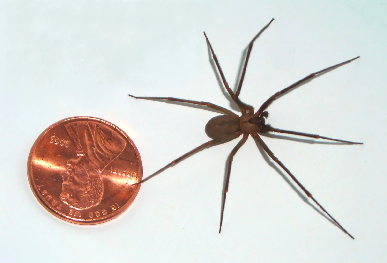 Brown Recluse Spiders in Lenexa: What Homeowners Should Know